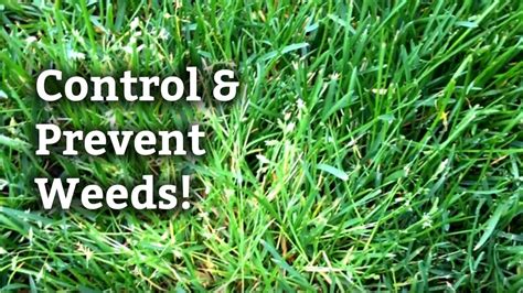 Control and Prevent Weeds On Lawn l Expert Lawn Care Tips - YouTube