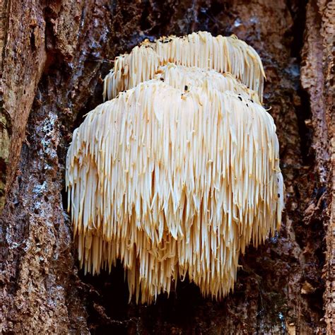 Polypores - Mushroom Appreciation