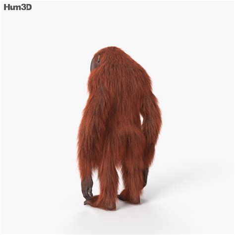 Orangutan HD 3D model - Animals on Hum3D