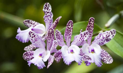 20 Types of Orchids to Use as Houseplants