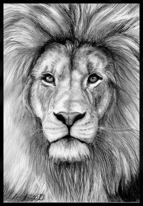 Face Of Lion Sketch 1000+ Images About Lions On Pinterest | Lion face ...