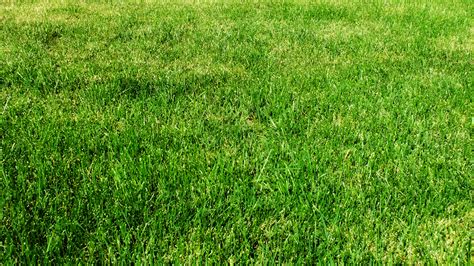 Grass wallpaper | 1920x1080 | #43178