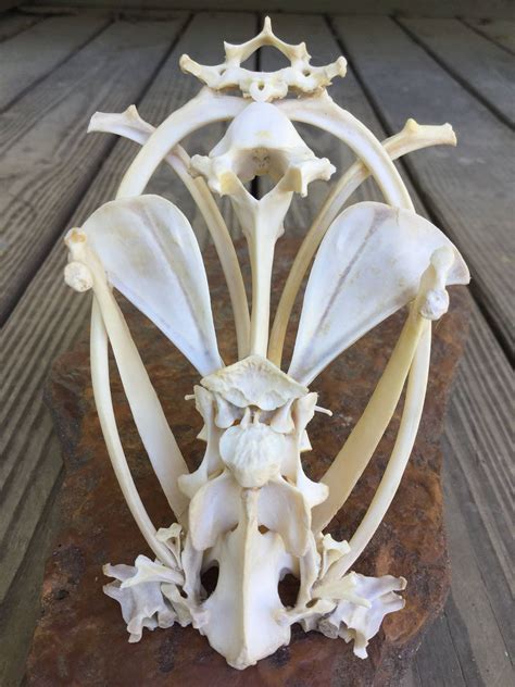 Small animal bone sculpture in 2020 | Animal bones, Sculpture, Weird ...