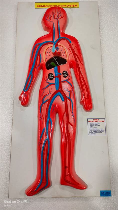 Human Circulatory System – Scientific Kart