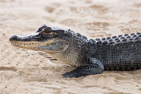 Crocodile vs. Caiman: What’s the Difference? - SeaQuest