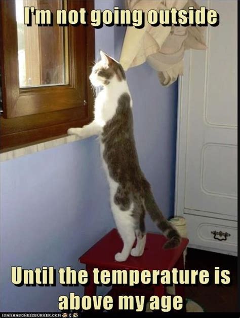 Baby, it's cold outside - Lolcats - lol | cat memes | funny cats ...