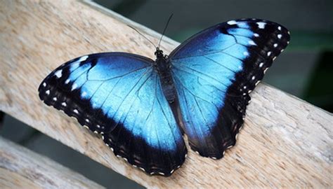 The Meaning of a Blue Butterfly | Animals - mom.me