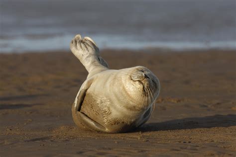 Crossrail - Wallasea Island Nature Reserve wildlife