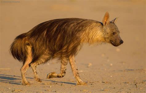 Brown hyenas have long hair. : r/woahdude