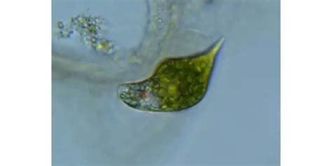 Euglena: A Quick Overview – Microscope Clarity