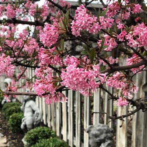 Viburnum x bodnantense ‘Dawn’ | Kiefer Nursery: Trees, Shrubs, Perennials