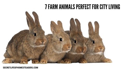 7 Farm Animals Perfect for City Living : Secret Life of Homesteaders