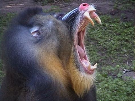 Mandrill Baboon Teeth