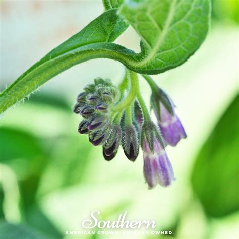 Comfrey, True Seeds - Southern Seed Exchange