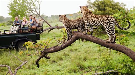 African Safari Game - Travel News - Best Tourist Places In The World