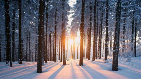 Snow Forest Winter Wallpapers - Top Free Snow Forest Winter Backgrounds ...