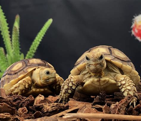 How to Care for Your Sulcata Tortoise - Allan's Pet Center