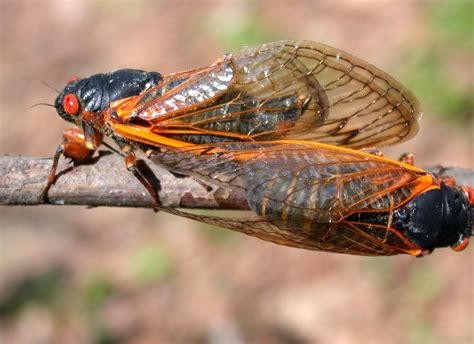 17-Year Cicadas Are Coming: Are You Ready? | Purdue University Pest ...