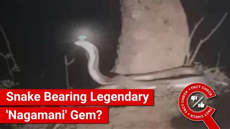 FACT CHECK: Viral Image Shows Snake Bearing Legendary 'Nagamani ...