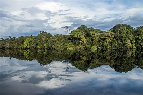 Jaú National Park: A Vast & Untouched Amazon Wilderness| LAC Geo