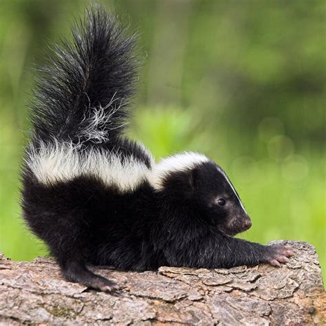 How to Get Rid of Skunk Smell | Skunk smell, Baby skunks, Getting rid ...