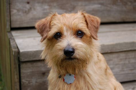 Norfolk Terrier - Puppies, Rescue, Pictures, Information, Temperament ...