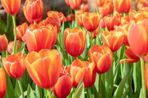 Red Tulip Flower in the Garden Stock Photo - Image of bright, leaf ...