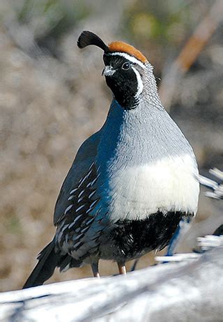 Quail hunting southeast N.M. - New Mexico Wildlife magazine