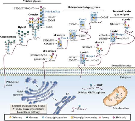 Drug resistance related to aberrant glycosylation in colorectal cancer ...