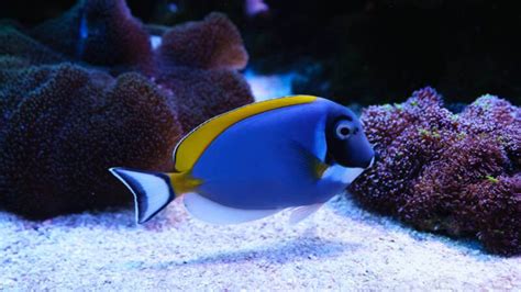 19 Most Beautiful & Peaceful Reef Safe Fish for Marine Aquarium