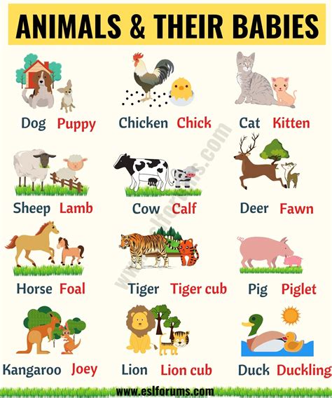 Baby Animals: List of Popular Animals and Their Babies! - ESL Forums