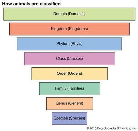 biological classification - Kids | Britannica Kids | Homework Help