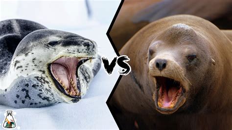 Leopard Seal Vs Sea Lion