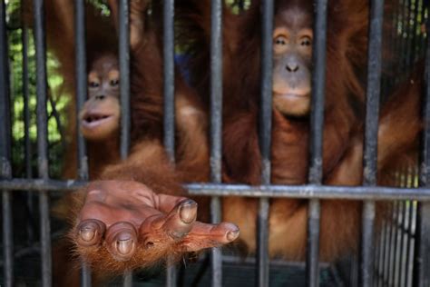 'Saving Orangutans' by Alain Schroeder | World Photography Organisation