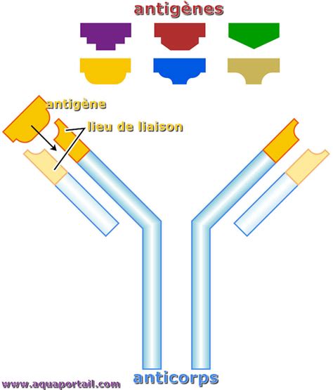 Antigène : définition et explications