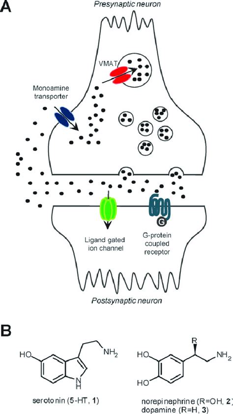 A. Schematic representation of a simplified monoaminergic synapse ...