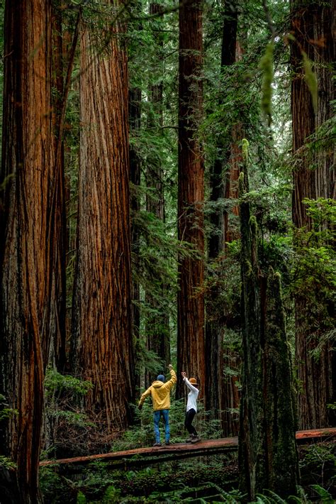 Jedediah Smith Redwoods (Helpful Guide + Video) 2021 - MTJP