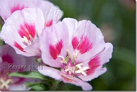 Photo Fleurs - Flowers - Erbil photo Kurdistan Irak Kurdistan Iraq ...