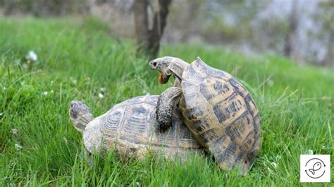 Unbelievable Sight: 2 Blissful Turtles Delight Zoo Visitors with Their ...