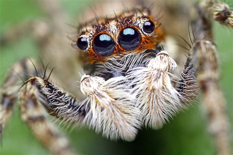 🔥 [50+] Cute Spider Wallpapers | WallpaperSafari