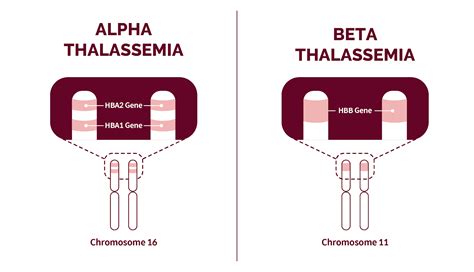 ﻿Thalassemia