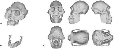 Homo Naledi skull replica reconstruction Full-size reconstruction ...