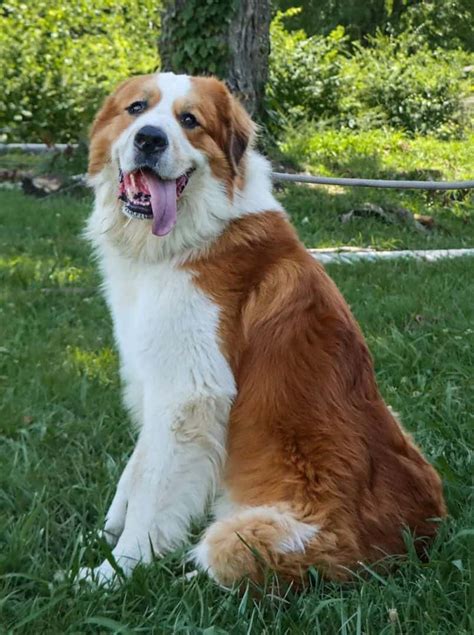 Pyrenean Mountain Dog Mix