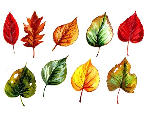 Free Vector | Hand draw watercolor colorful leaf set design