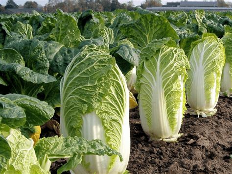 Les choux chinois : entre salade et chou - Fiches Potager - Bio Potager