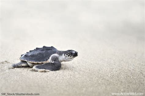 Olive Ridley Sea Turtle Facts For Kids & Adults: Pictures, Info & Video