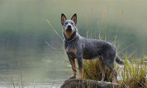 Red Heeler vs Blue Heeler: What Is The Difference? - Wiki Point