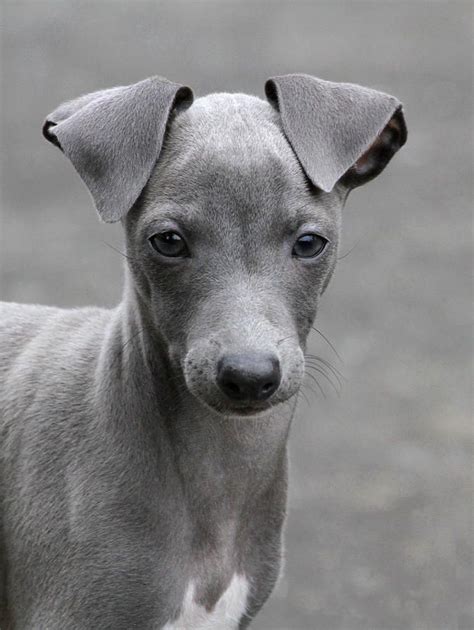 Italian Greyhound Puppy 2 | Italian Greyhounds Are Divine Little ...