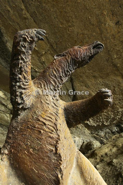 Martin Grace Photography | Model of the Mylodon or Giant Ground Sloth ...