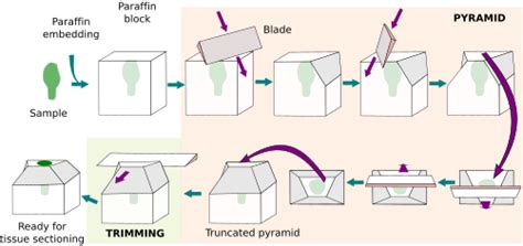 Histological techniques. 4. Sectioning. Paraffin microtome. Atlas of ...